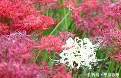 7月5号起,4属相财运到来,大展宏图,大吉大利,享受荣华富贵